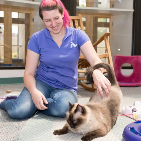 Staff Playing with Cat at Canine Country Club & Feline Inn